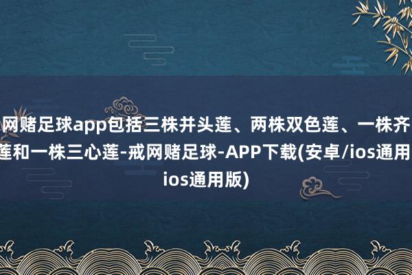 网赌足球app包括三株并头莲、两株双色莲、一株齐心莲和一株三心莲-戒网赌足球-APP下载(安卓/ios通用版)