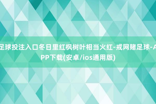 足球投注入口冬日里红枫树叶相当火红-戒网赌足球-APP下载(安卓/ios通用版)